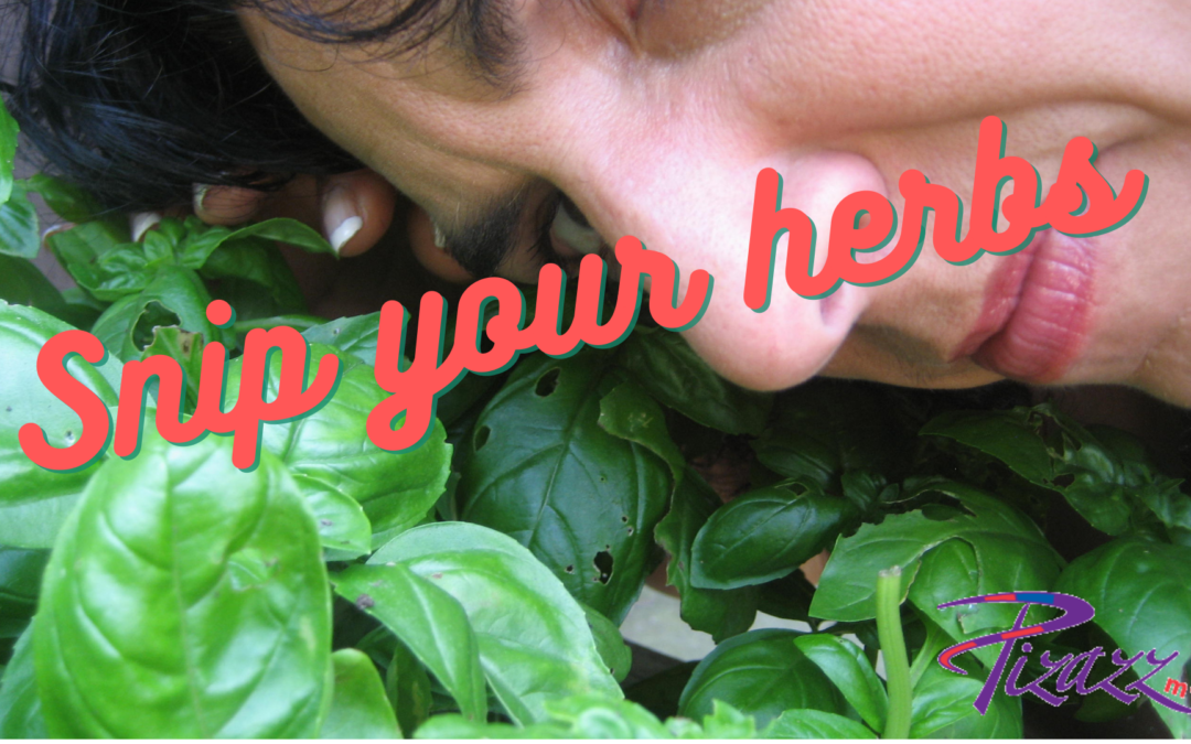 Snip Your Herbs